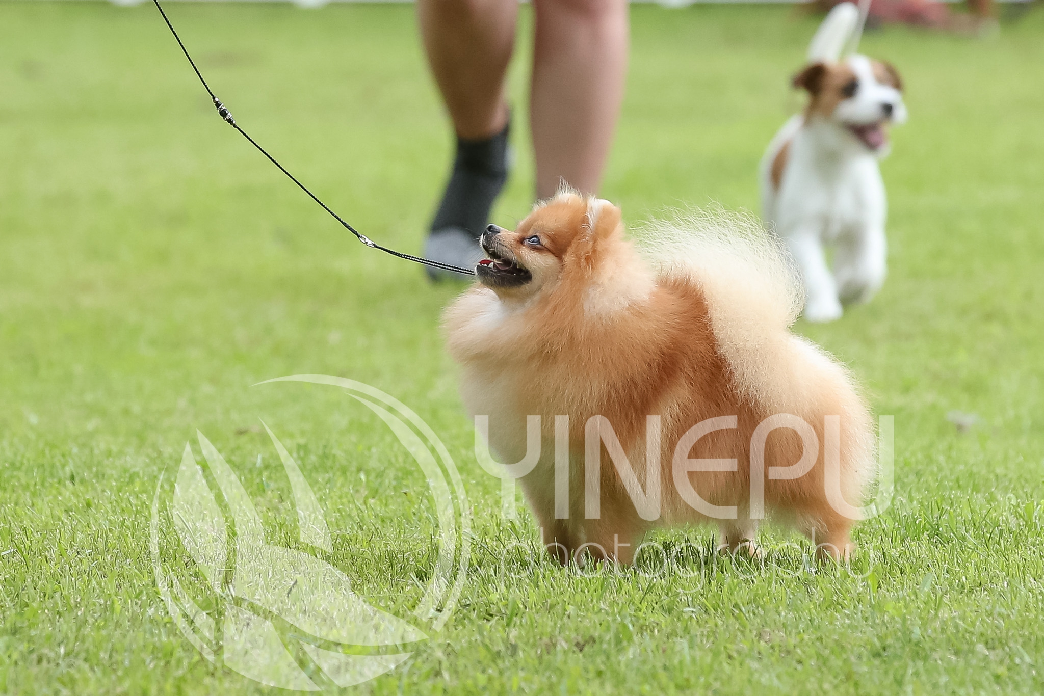 CAC_Hrusica2018Ringi&BIS (29)